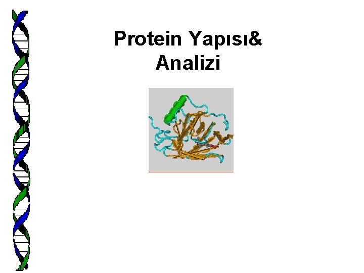 Protein Yapısı& Analizi 