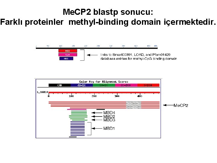 Me. CP 2 blastp sonucu: Farklı proteinler methyl-binding domain içermektedir. 