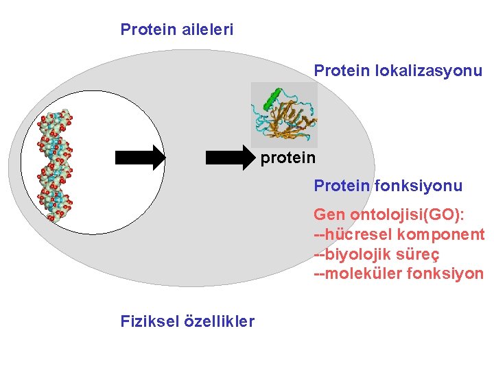 Protein aileleri Protein lokalizasyonu protein Protein fonksiyonu Gen ontolojisi(GO): --hücresel komponent --biyolojik süreç --moleküler