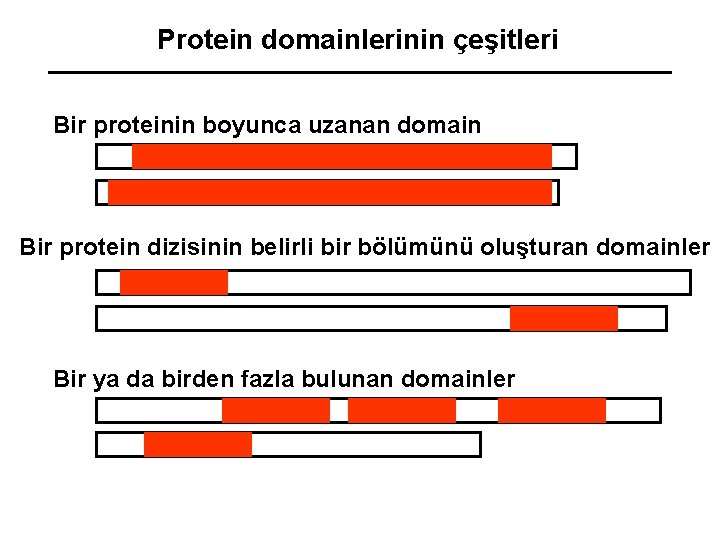 Protein domainlerinin çeşitleri Bir proteinin boyunca uzanan domain Bir protein dizisinin belirli bir bölümünü