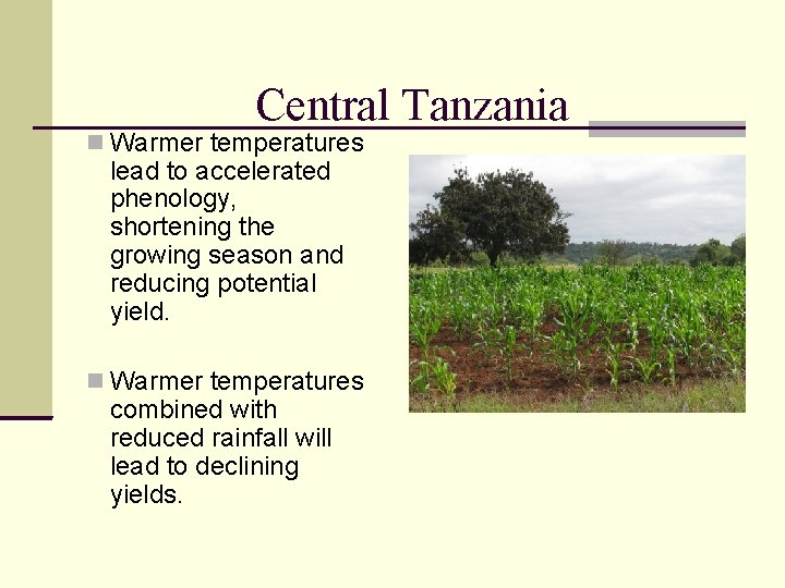 Central Tanzania Warmer temperatures lead to accelerated phenology, shortening the growing season and reducing