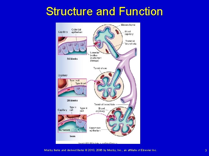 Structure and Function Mosby items and derived items © 2010, 2006 by Mosby, Inc. Structure and Function Mosby items and derived items © 2010, 2006 by Mosby, Inc.