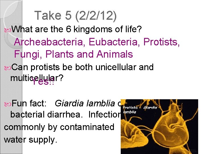 Take 5 (2/2/12) What are the 6 kingdoms of life? Archeabacteria, Eubacteria, Protists, Fungi,
