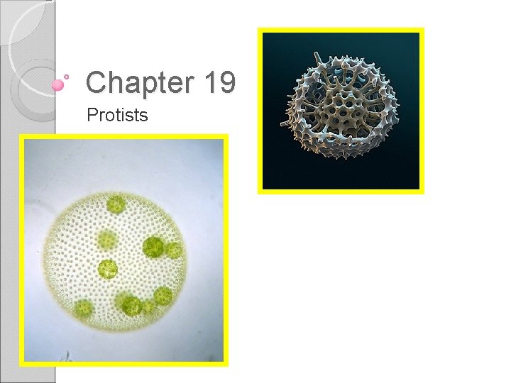 Chapter 19 Protists 