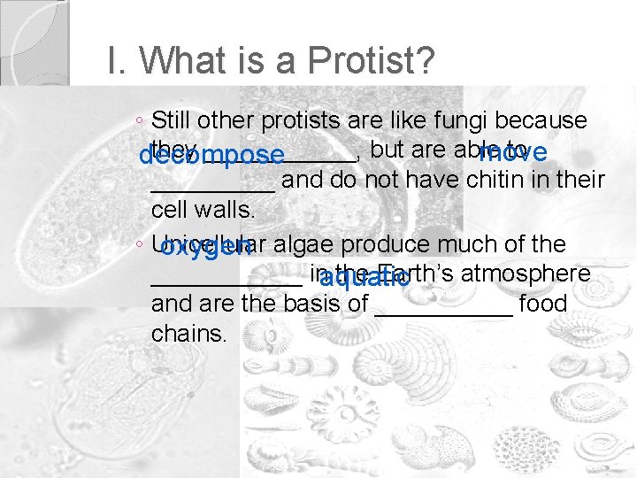 I. What is a Protist? ◦ Still other protists are like fungi because they