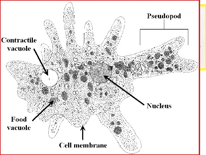 III. Diversity of Protozoans Amoebas: Shape-less protists – (phylum Rhizopoda) • Amoebas have no