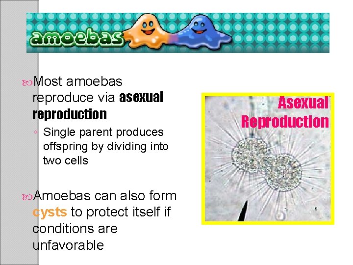  Most amoebas reproduce via asexual reproduction ◦ Single parent produces offspring by dividing