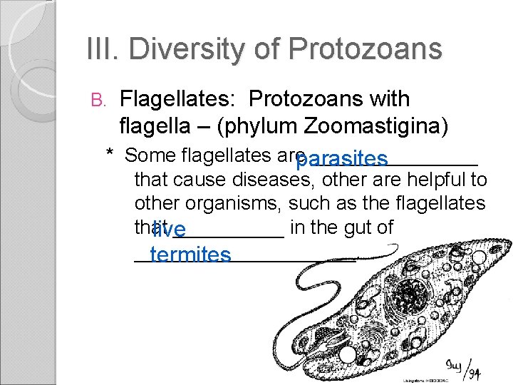 III. Diversity of Protozoans Flagellates: Protozoans with flagella – (phylum Zoomastigina) * Some flagellates