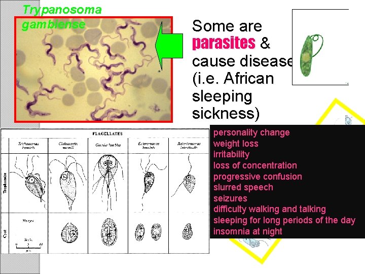 Trypanosoma gambiense Some are parasites & cause disease (i. e. African sleeping sickness) personality