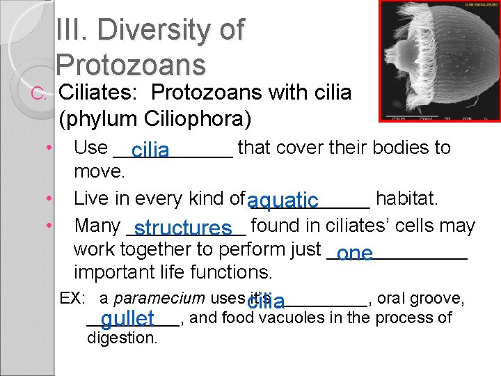 III. Diversity of Protozoans Ciliates: Protozoans with cilia (phylum Ciliophora) • Use ______ that