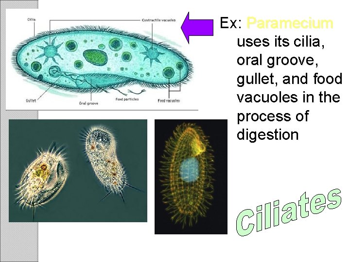 Ex: Paramecium uses its cilia, oral groove, gullet, and food vacuoles in the process