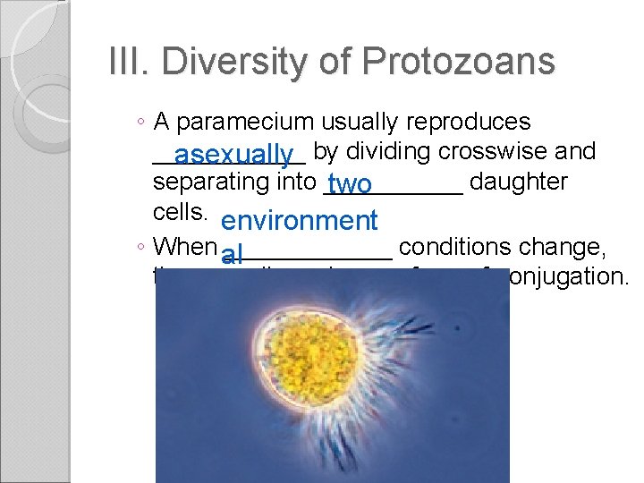 III. Diversity of Protozoans ◦ A paramecium usually reproduces ______ by dividing crosswise and