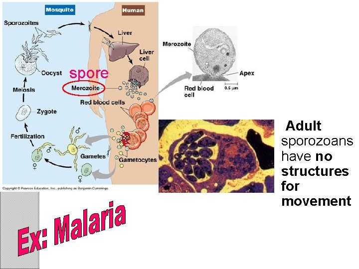 spore Adult sporozoans have no structures for movement 