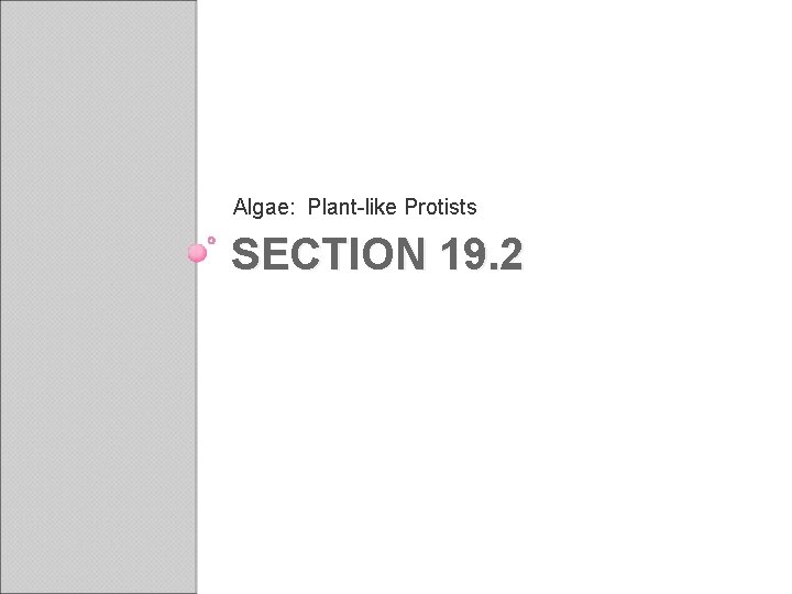 Algae: Plant-like Protists SECTION 19. 2 