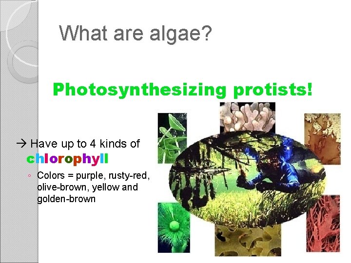 What are algae? Photosynthesizing protists! Have up to 4 kinds of chlorophyll ◦ Colors