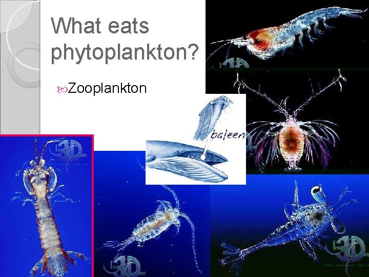 What eats phytoplankton? Zooplankton 