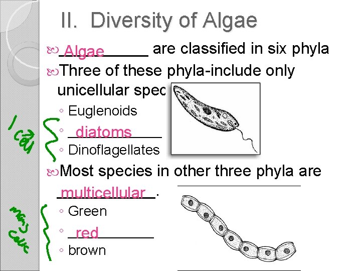 II. Diversity of Algae _____ are classified in six phyla Algae Three of these