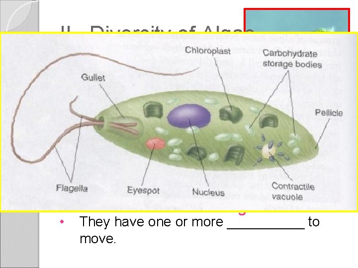 II. Diversity of Algae A. • • Euglenoids: Autotrophs Euglenoids are unicellular, ______ aquatic