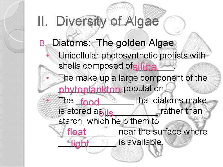 II. Diversity of Algae B. • • • Diatoms: The golden Algae Unicellular photosynthetic