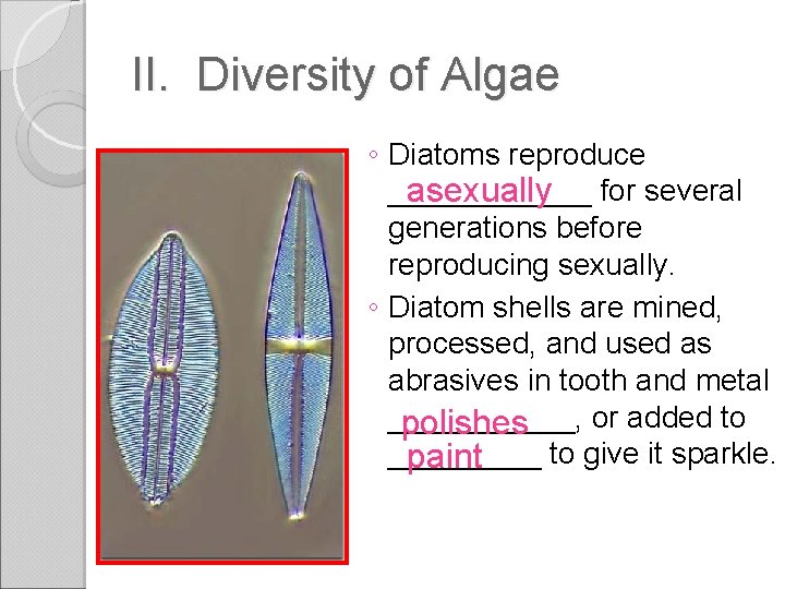 II. Diversity of Algae ◦ Diatoms reproduce ______ for several asexually generations before reproducing