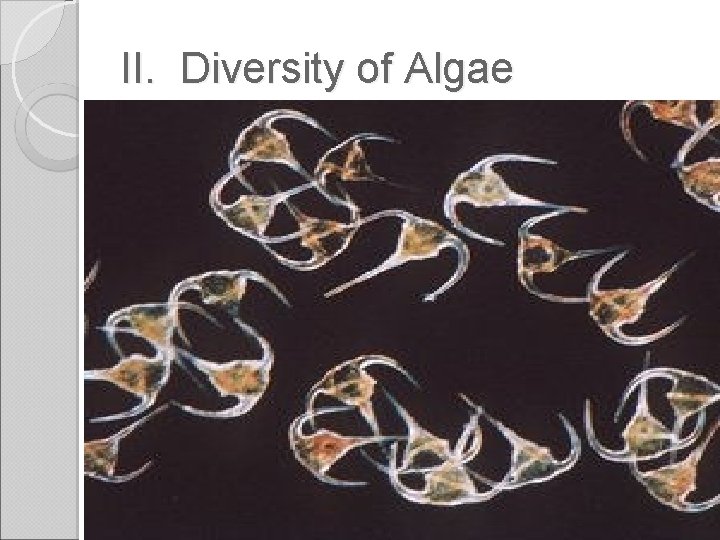 II. Diversity of Algae Dinoflagellates: The spinning algae • Cell _____ composed of thick