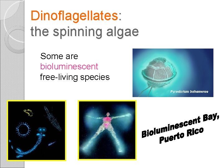 Dinoflagellates: the spinning algae Some are bioluminescent free-living species 