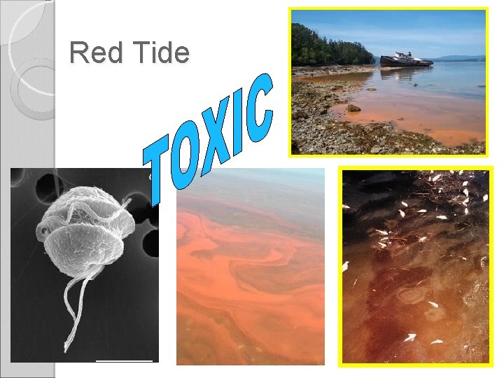 Red Tide 