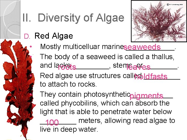 II. Diversity of Algae D. • • Red Algae Mostly multicelluar marine ______. seaweeds