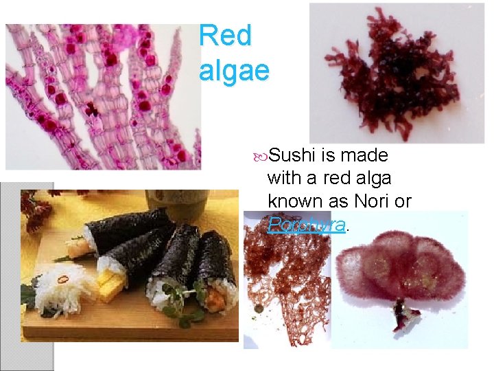 Red algae Sushi is made with a red alga known as Nori or Porphyra.