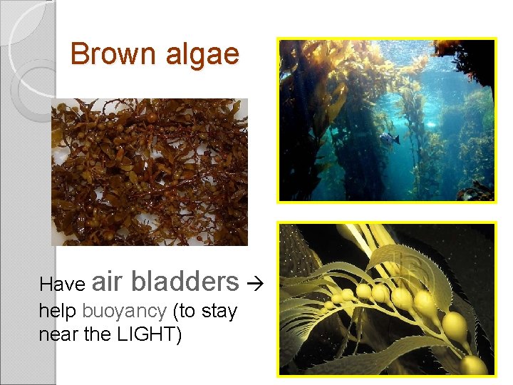 Brown algae Have air bladders help buoyancy (to stay near the LIGHT) 