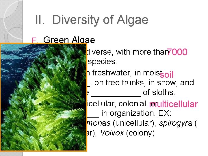 II. Diversity of Algae F. • • • Green Algae The most diverse, with