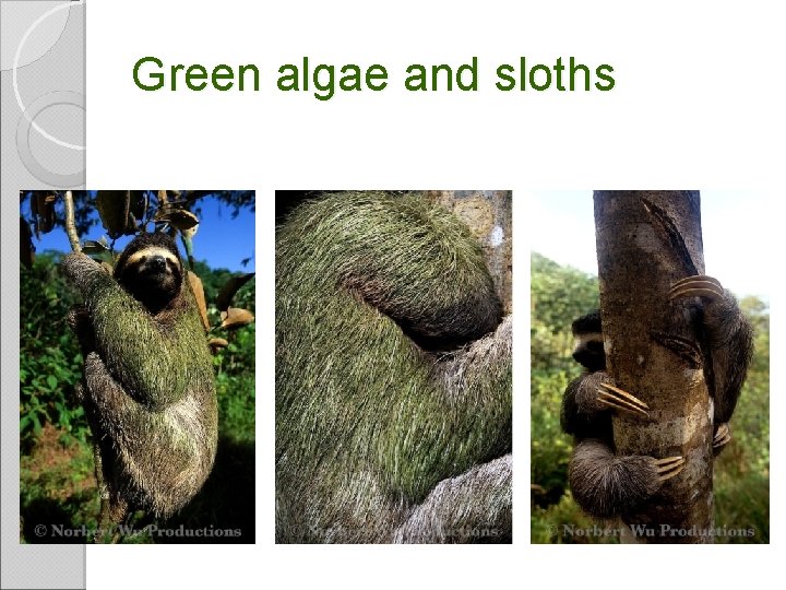 Green algae and sloths 