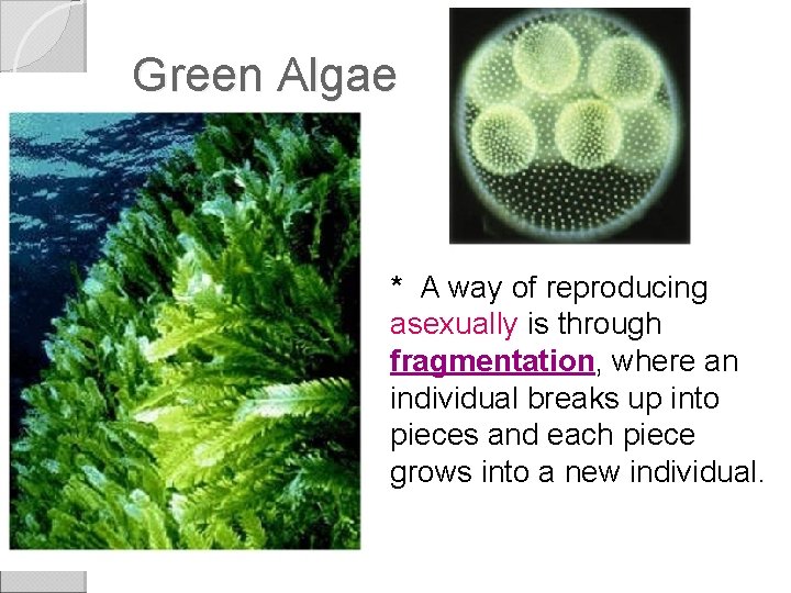 Green Algae * A way of reproducing asexually is through fragmentation, where an individual