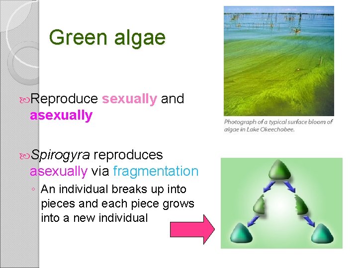 Green algae Reproduce sexually and asexually Spirogyra reproduces asexually via fragmentation ◦ An individual