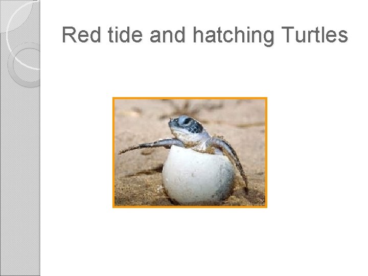 Red tide and hatching Turtles 