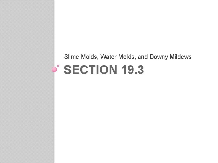 Slime Molds, Water Molds, and Downy Mildews SECTION 19. 3 