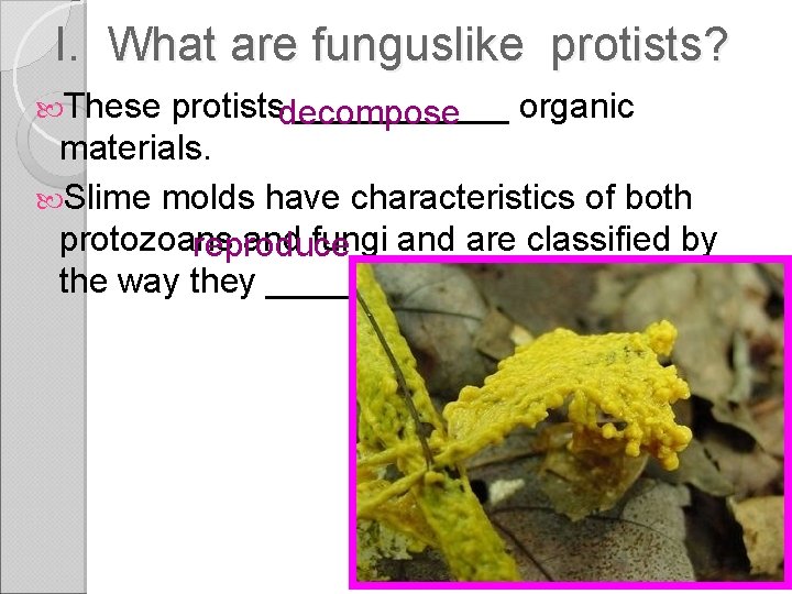 I. What are funguslike protists? These protists ______ organic decompose materials. Slime molds have