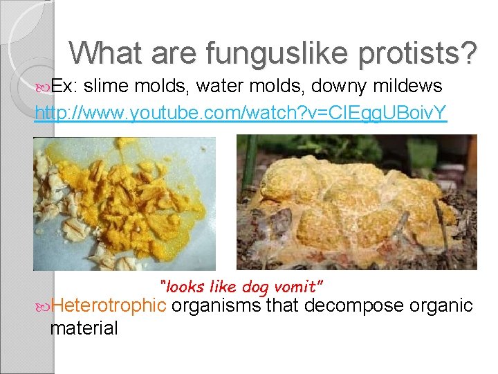 What are funguslike protists? Ex: slime molds, water molds, downy mildews http: //www. youtube.