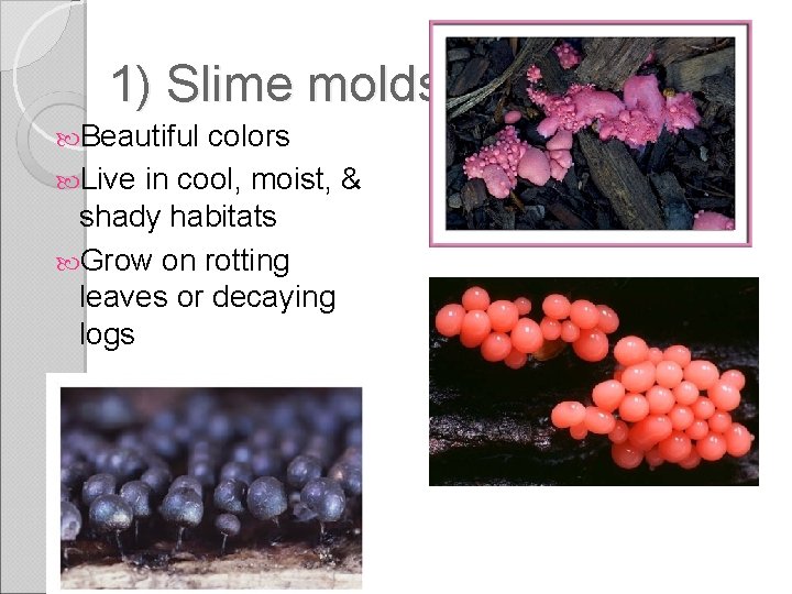 1) Slime molds Beautiful colors Live in cool, moist, & shady habitats Grow on