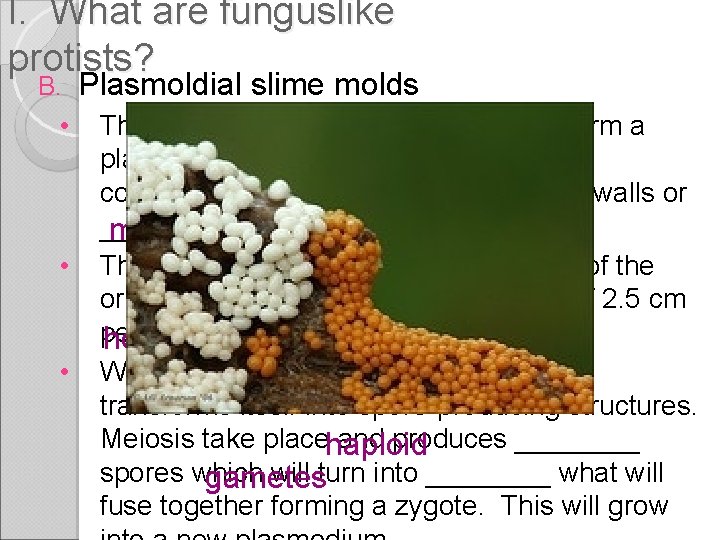 I. What are funguslike protists? B. • • • Plasmoldial slime molds The get