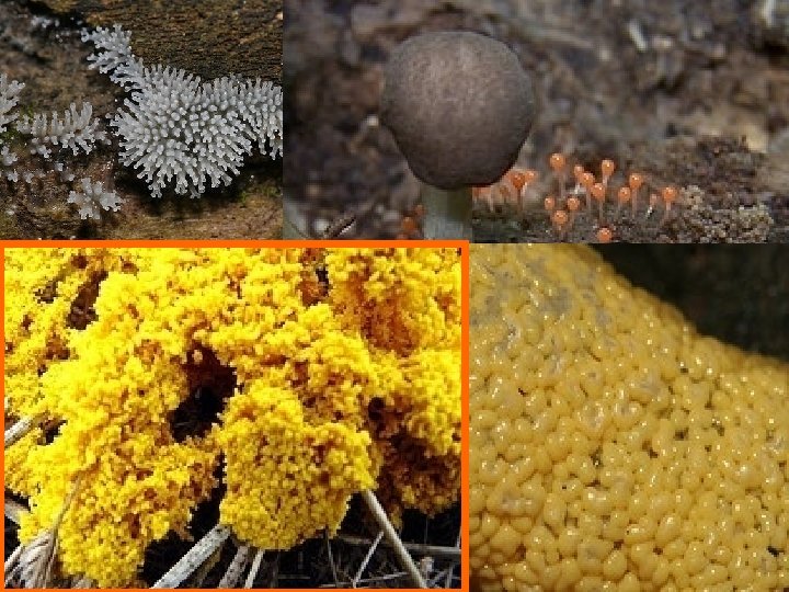 Plasmodial Slime Mold 