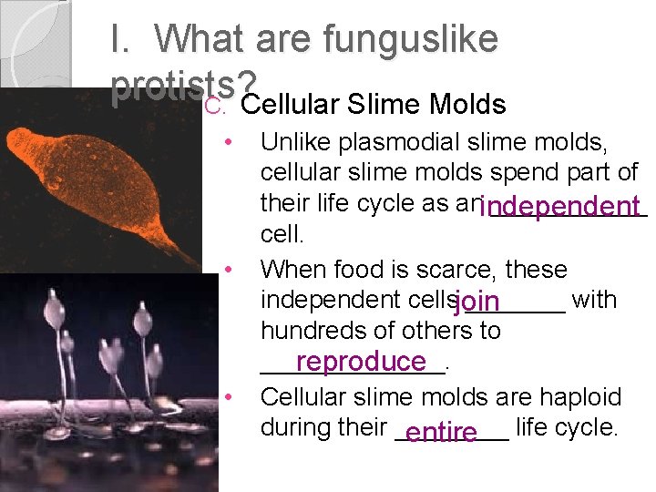 I. What are funguslike protists? C. Cellular Slime Molds • • • Unlike plasmodial