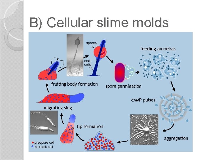 B) Cellular slime molds 