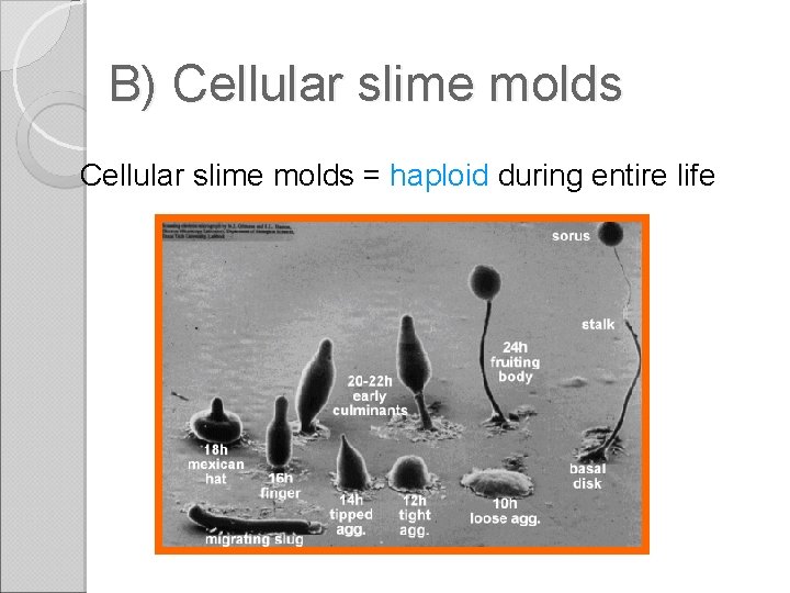 B) Cellular slime molds = haploid during entire life 