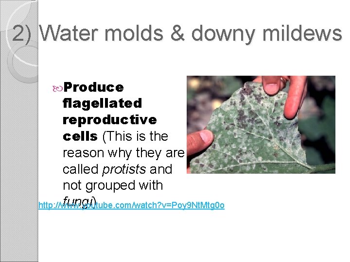 2) Water molds & downy mildews Produce flagellated reproductive cells (This is the reason