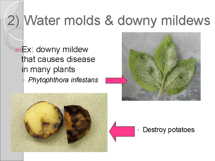 2) Water molds & downy mildews Ex: downy mildew that causes disease in many