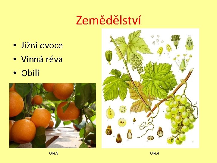 Zemědělství • Jižní ovoce • Vinná réva • Obilí Obr. 5 Obr. 4 