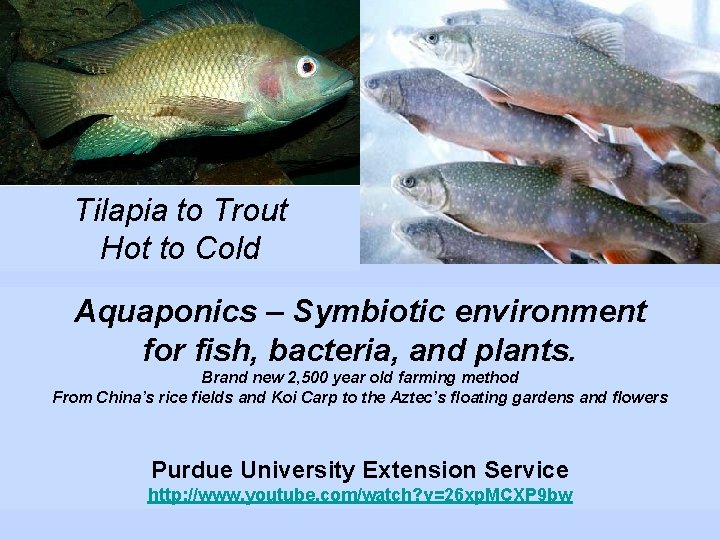 Tilapia to Trout Hot to Cold Aquaponics – Symbiotic environment for fish, bacteria, and