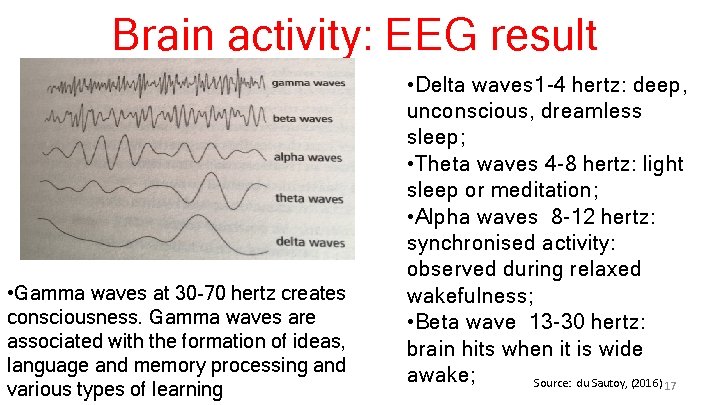 Brain activity: EEG result • Gamma waves at 30 -70 hertz creates consciousness. Gamma