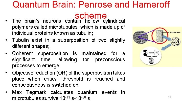  • • • Quantum Brain: Penrose and Hameroff scheme The brain’s neurons contain